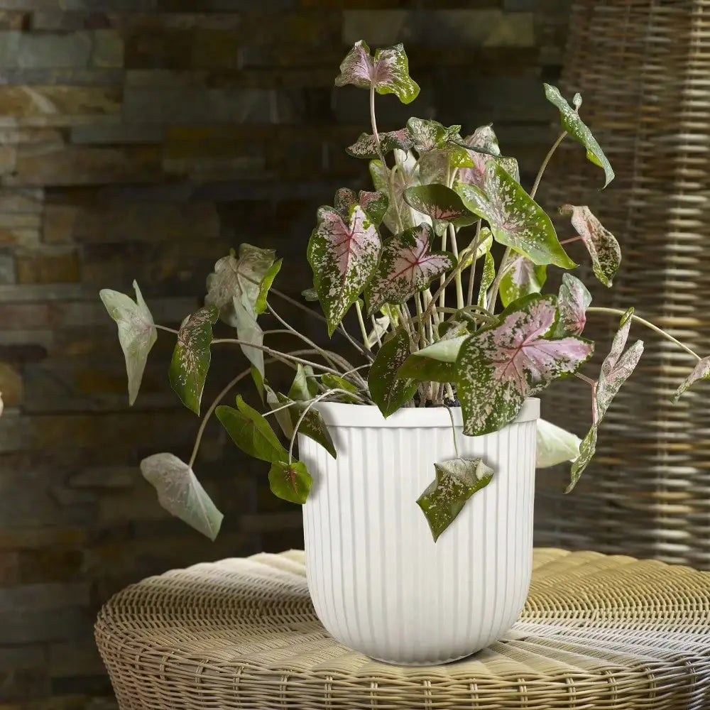 16"W x 16"L x 15.8"H White Resin Plant Pot Planter, suitable for all plants indoors and outdoors